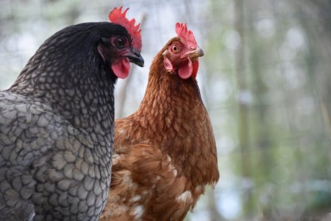 Vente de poules pondeuses au Tampon