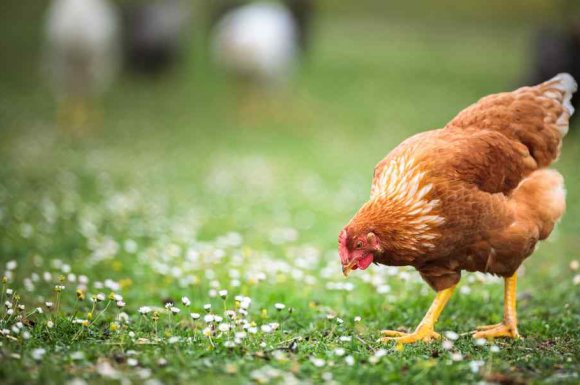 Élevage de poules pondeuses de 2 à 3 semaines - Le Tampon - LES PETITS PICS GRAINS