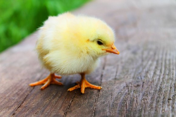 Élevage de poussin d’un jour - Le Tampon - LES PETITS PICS GRAINS