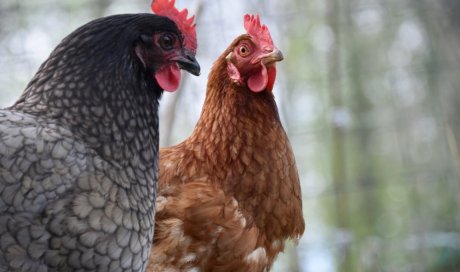 Vente de poules pondeuses au Tampon